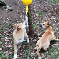 Aussie Dog Home Alone Hanging Treat Dispensing Dog Toy - Large image 5