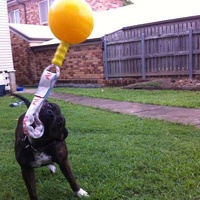 Aussie Dog Home Alone Hanging Treat Dispensing Dog Toy - Extra Large image 5