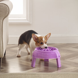 Outward Hound 3-in-1 Up Height Adjustable Slow Feeder Dog Bowl - Purple image 5