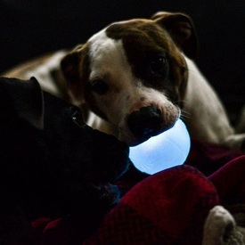 Planet Dog Orbee-Tuff Flashing Strobe Ball Dog Toy - Glow in the Dark image 5