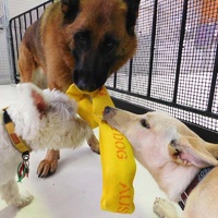Aussie Dog Eightathong Floating Tug Dog Toy - Large image 5