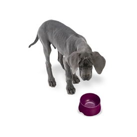West Paw Seaflex Eco-Friendly No-Slip Dog Food Bowl image 5
