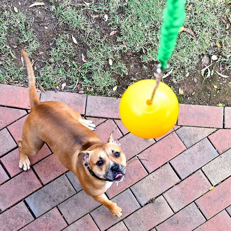 Aussie Dog Home Alone Hanging Treat Dispensing Dog Toy - Medium image 6
