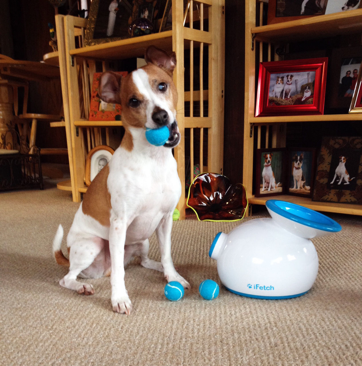 iFetch Interactive Ball Launcher for Dogs
