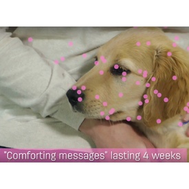Adaptil Junior - On the Go & Training Pheromone Collar for Puppies image 6