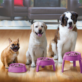 Outward Hound 3-in-1 Up Height Adjustable Slow Feeder Dog Bowl - Purple image 6