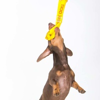 Aussie Dog Eightathong Floating Tug Dog Toy - Medium image 6