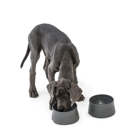West Paw Seaflex Eco-Friendly No-Slip Dog Food Bowl image 6