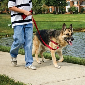Petsafe Easy Walk Front-Attachment Harness and Lead Set image 6