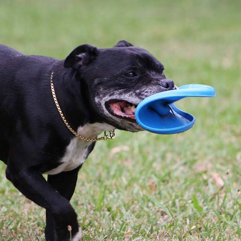 Aussie Dog Flying Disc Fetch Dog Toy - Blue Soft Frisbee image 7