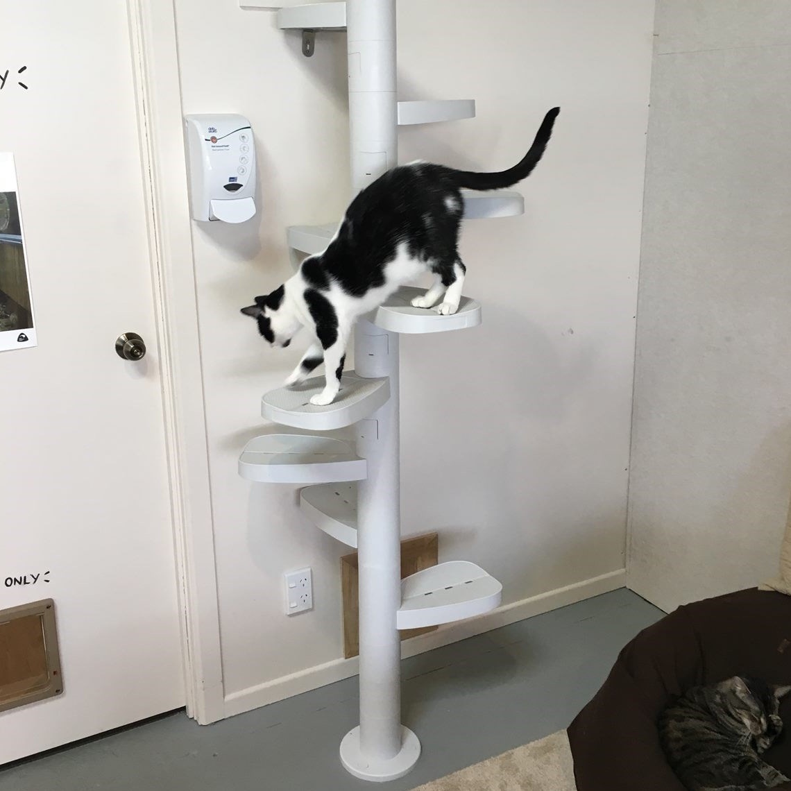 Monkee Tree - The Scalable Cat Climbing Ladder 12 Trunk Starter Pack image 7