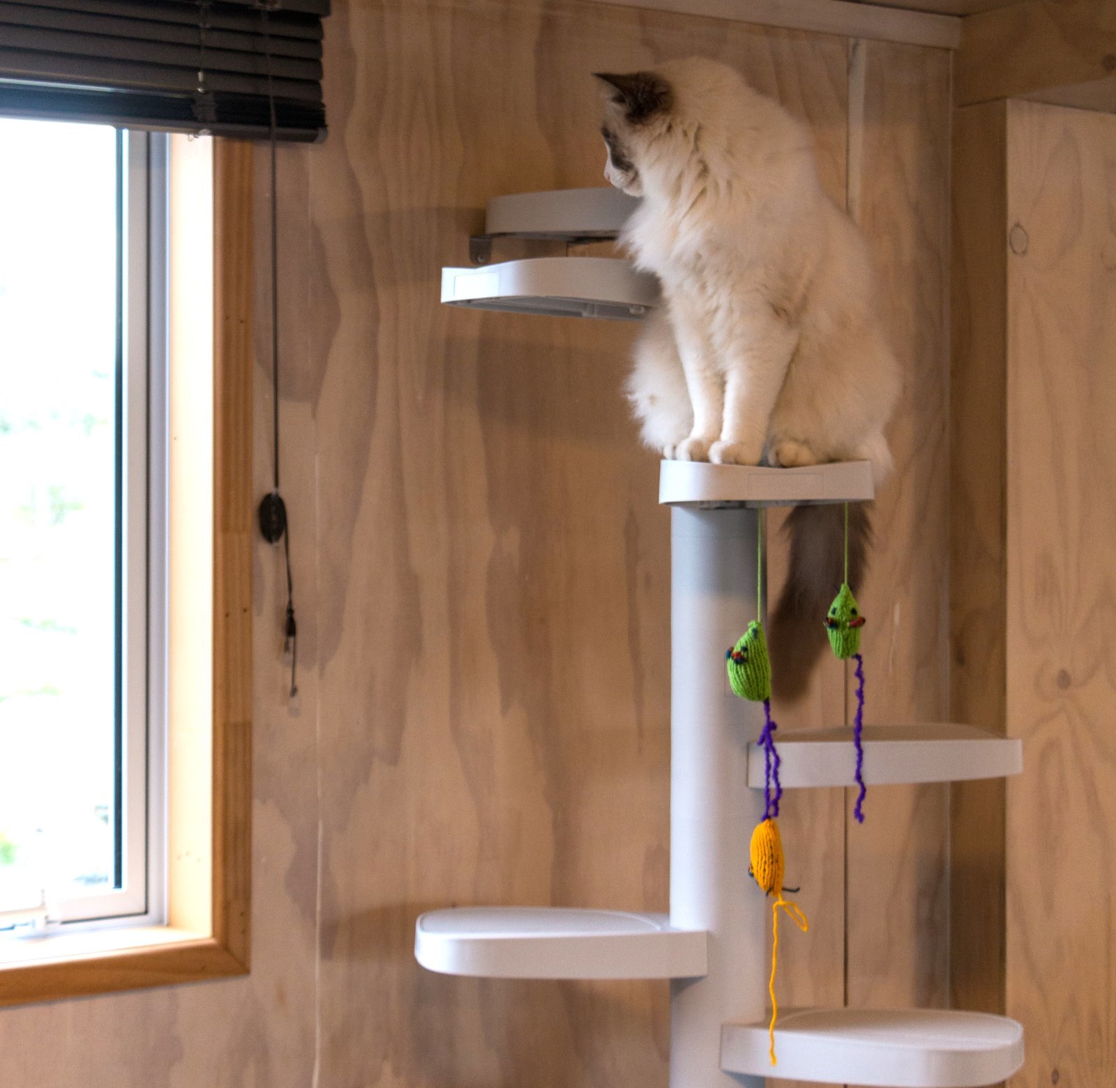 cat ladder australia