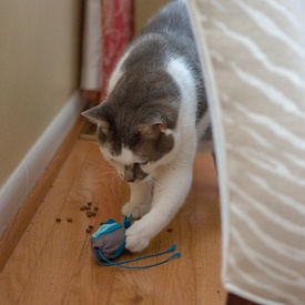 Doc & Phoebe's Interactive Indoor Hunting Cat Feeder Set image 8
