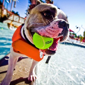 Outward Hound "Granby Splash" Life Vest Jacket for Dogs *New Design image 6