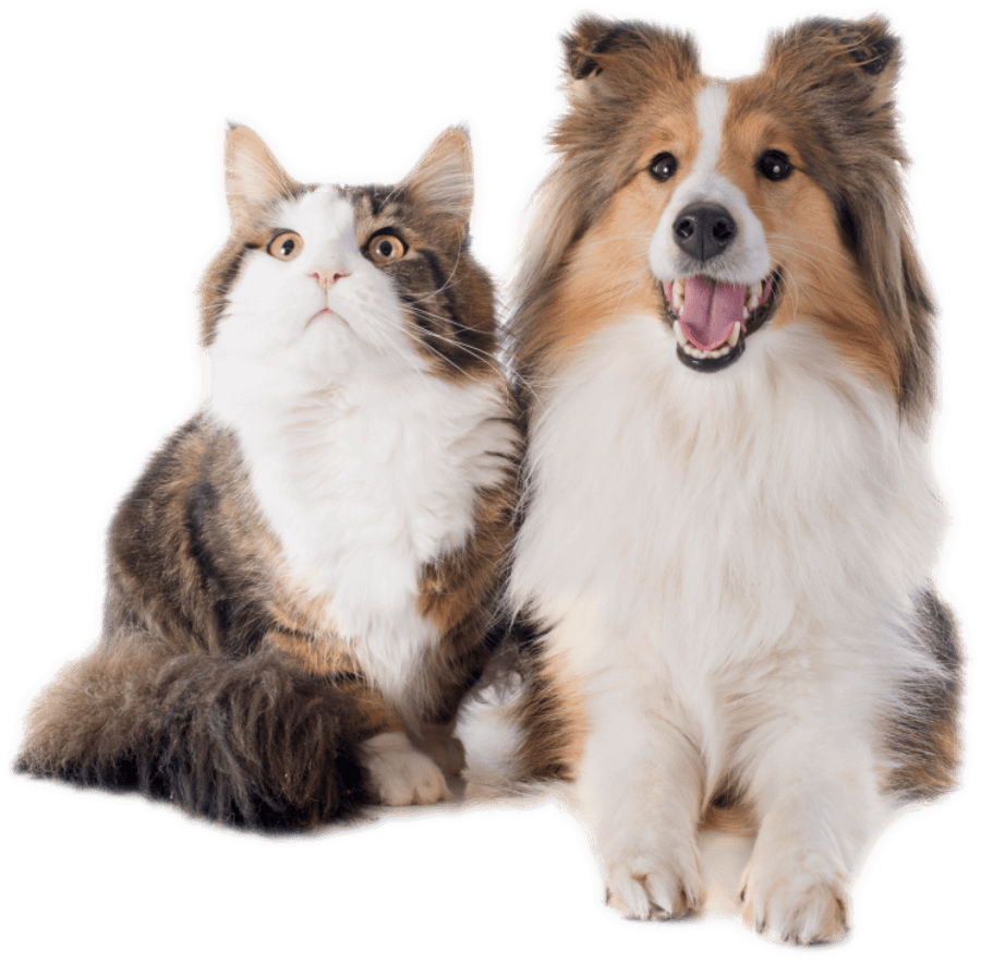 Cat and Dog