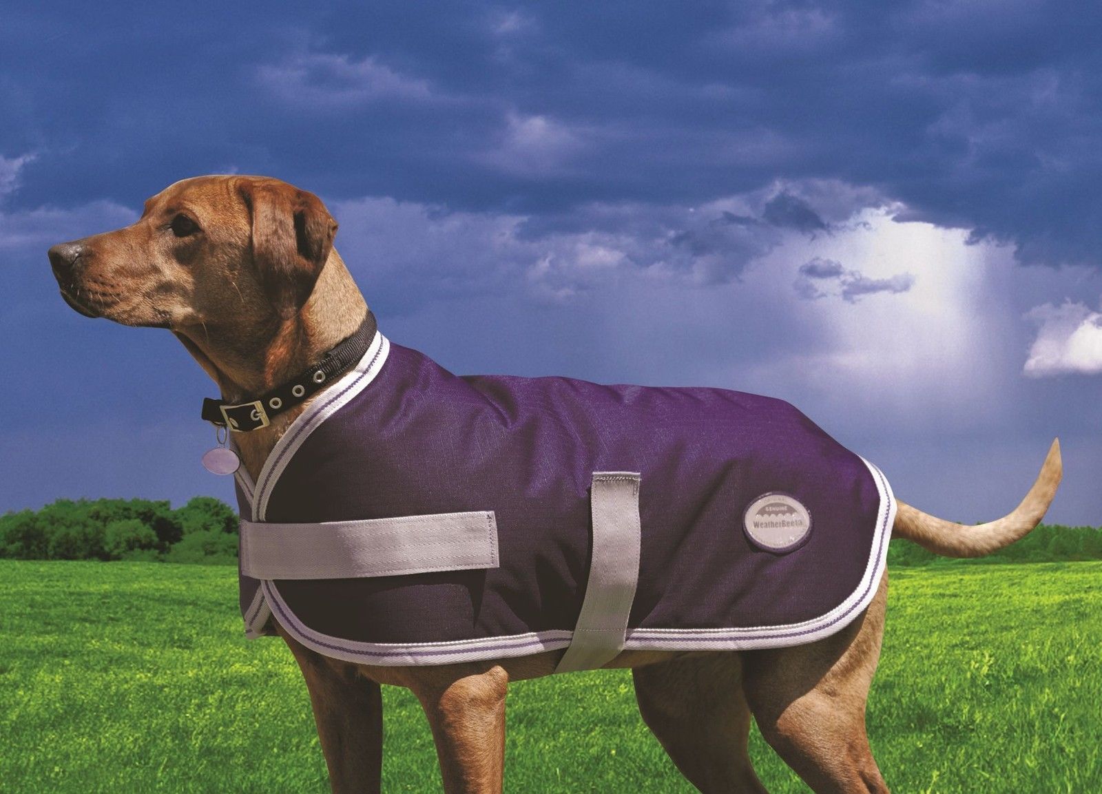 Weatherbeeta Dog Coats l Weatherbeeta Landa Navy &amp; Silver ...