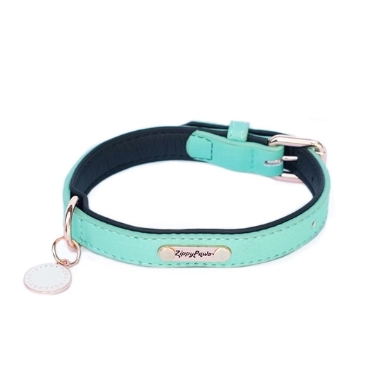 teal puppy collar