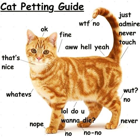 Blog How to Pat a Cat. AKA How not to die while trying to pat a cat.