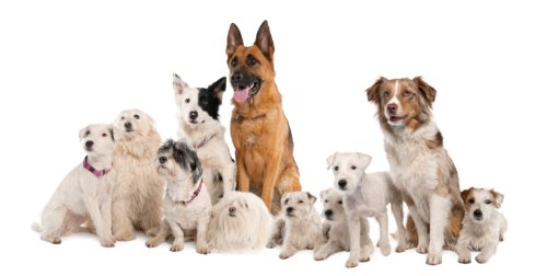 dog%20group-sml.jpg