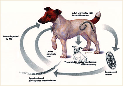 dog_AcLifeCycle.jpg