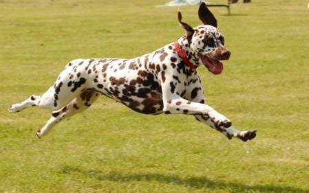 dalmation-running-outdoors.jpg