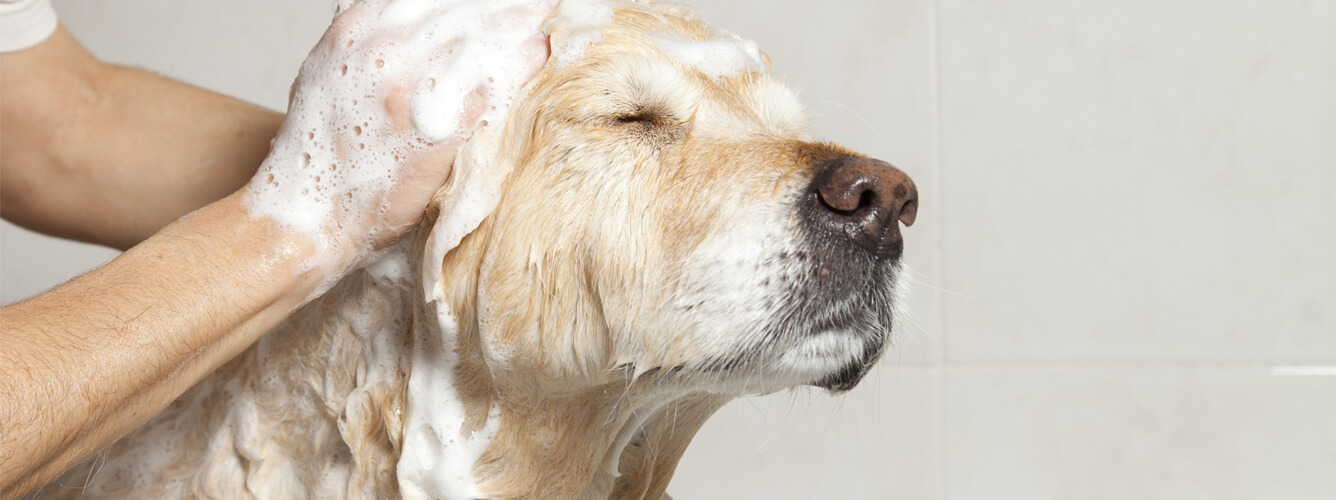 Teeth, Toys, and Treats: Your Guide to Pet Dental Hygiene logo