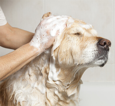 Teeth, Toys, and Treats: Your Guide to Pet Dental Hygiene logo
