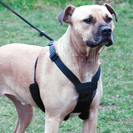 Sporn Mesh Dog Walking Harness to Stop Pulling Instantly - Black