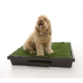 The Original Pet Loo for Indoor or Outdoor Use - 3 Sizes