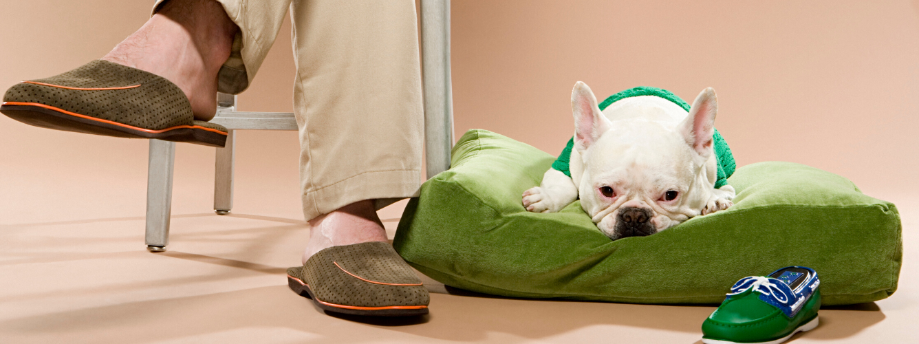 4 signs your pets are bored and what to do about it logo