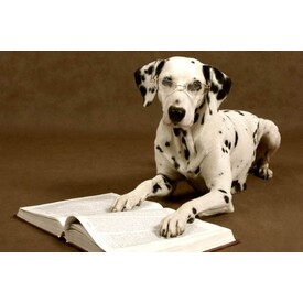 10 Ways to Create a Positive Environment for You and Your Dogs while Socially Distancing
