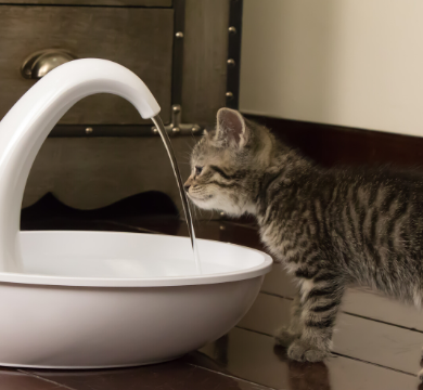 Why do pets need a water fountain? logo