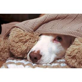 COVID-19 and pets. What does it all mean?