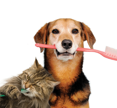 And the Winner of the April Lucky Pet Prize is... logo