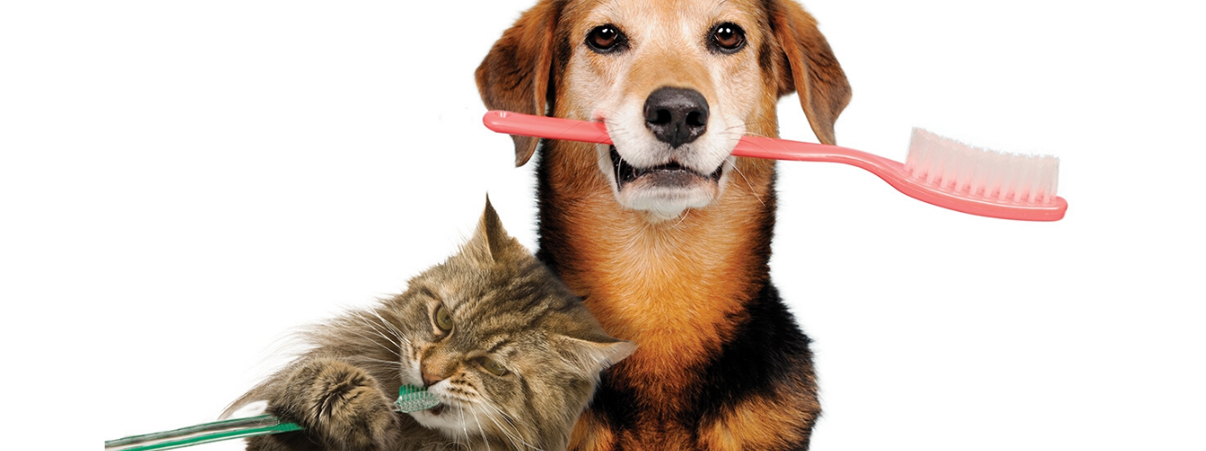 And the Winner of the April Lucky Pet Prize is... logo