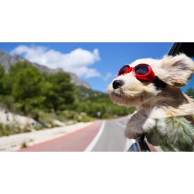 Planning a road trip with your pets logo