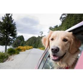 Planning a road trip with your pets logo