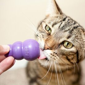 Did you know there's a KONG for your kitty?