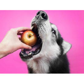Teeth, Toys, and Treats: Your Guide to Pet Dental Hygiene logo