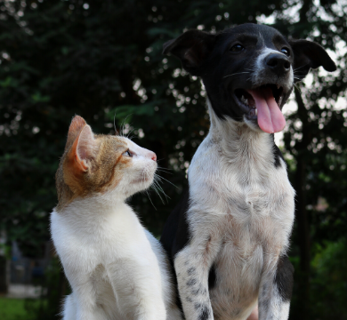 How do you know if your pet has diabetes? logo