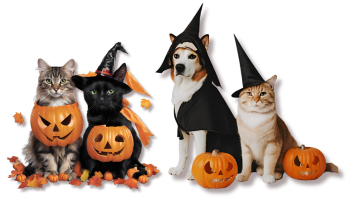 Halloween desktop image