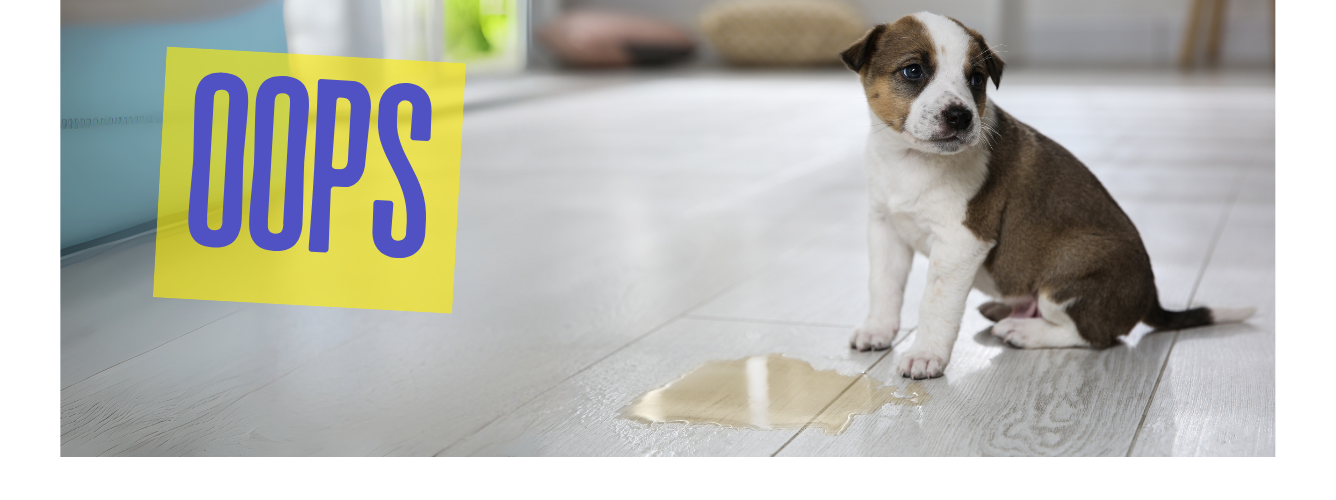 Keep Your Home Fresh: Cleaning Tips for Pet Stains and Smells logo