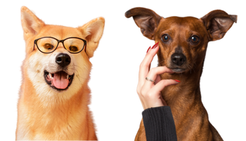 Dog Shop desktop image
