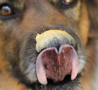 Peanut Butter and Dogs - A good idea? logo