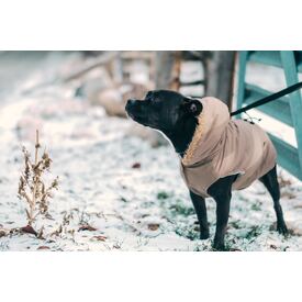 Brrr... Keeping Pets Warm in Winter logo